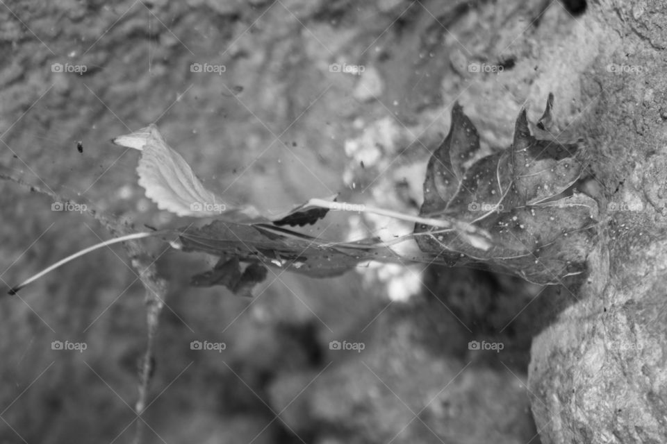 They are dry leaves fallen on a cobweb. The cobweb is on a cave wall. I have taken the photograph closely so that it can be appreciated well.