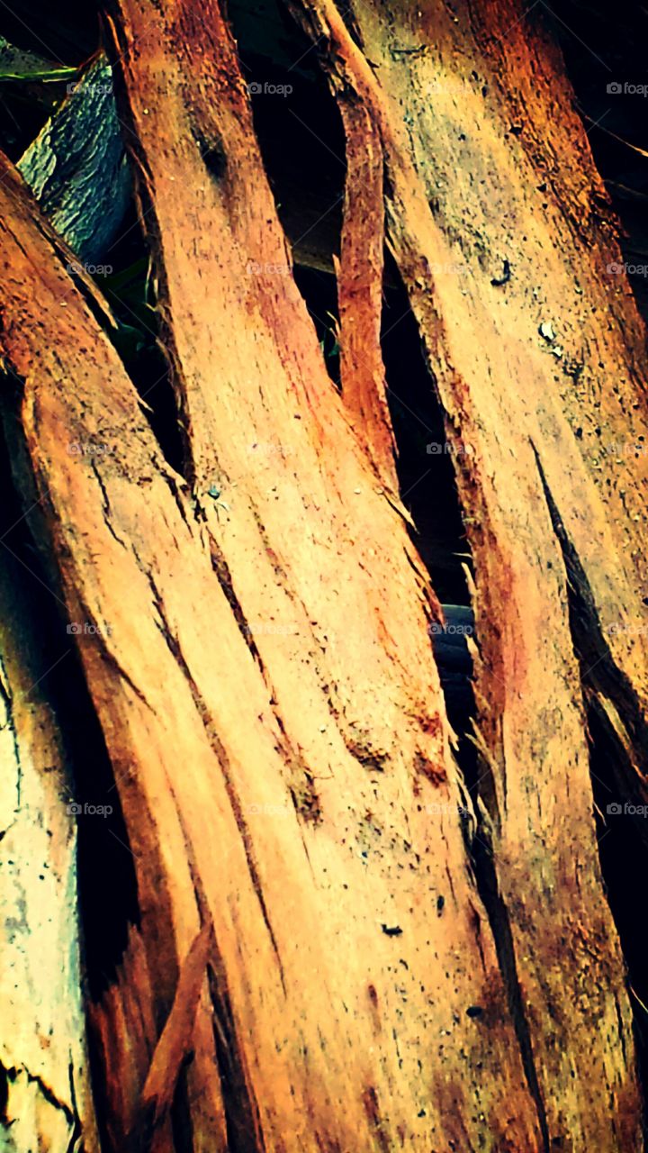 Tree Bark