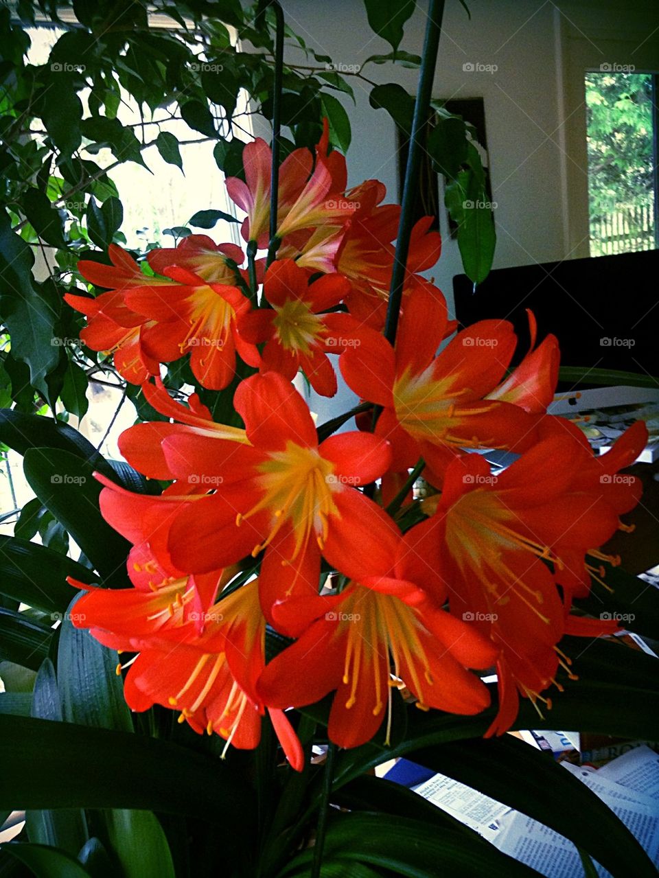 Clivia explosion