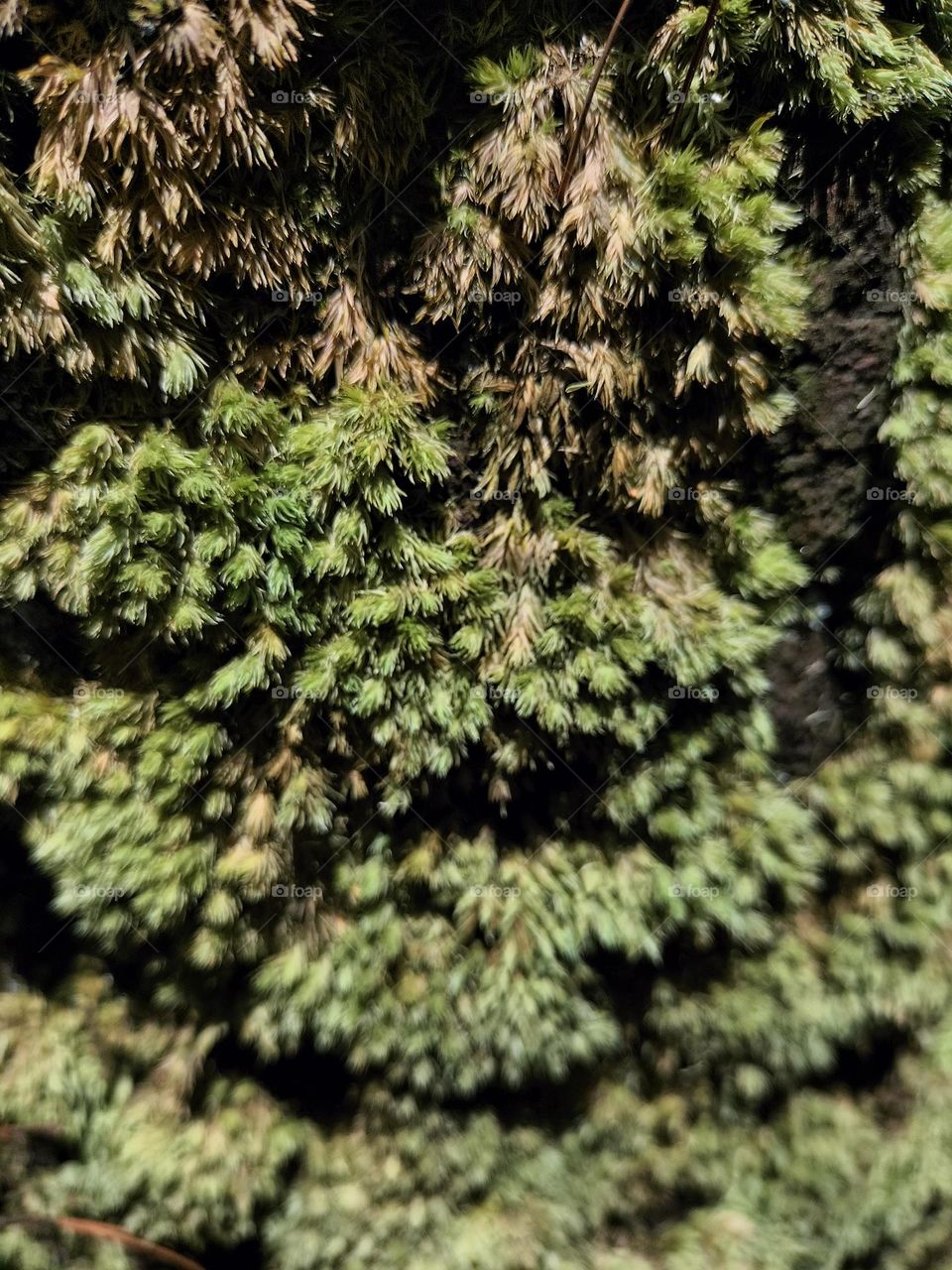 moss growing on old pine tree trunks