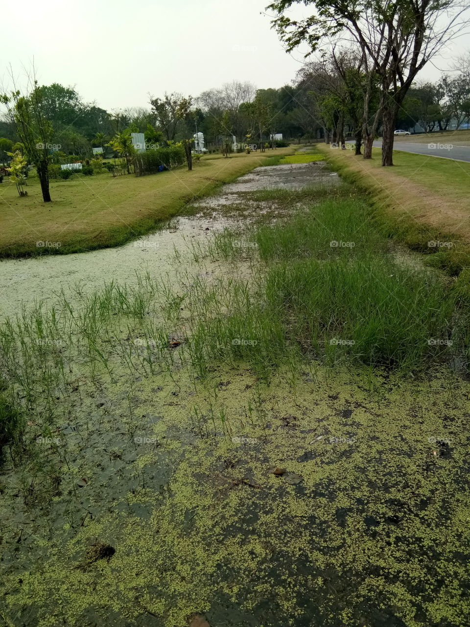 river
land 
grass
green