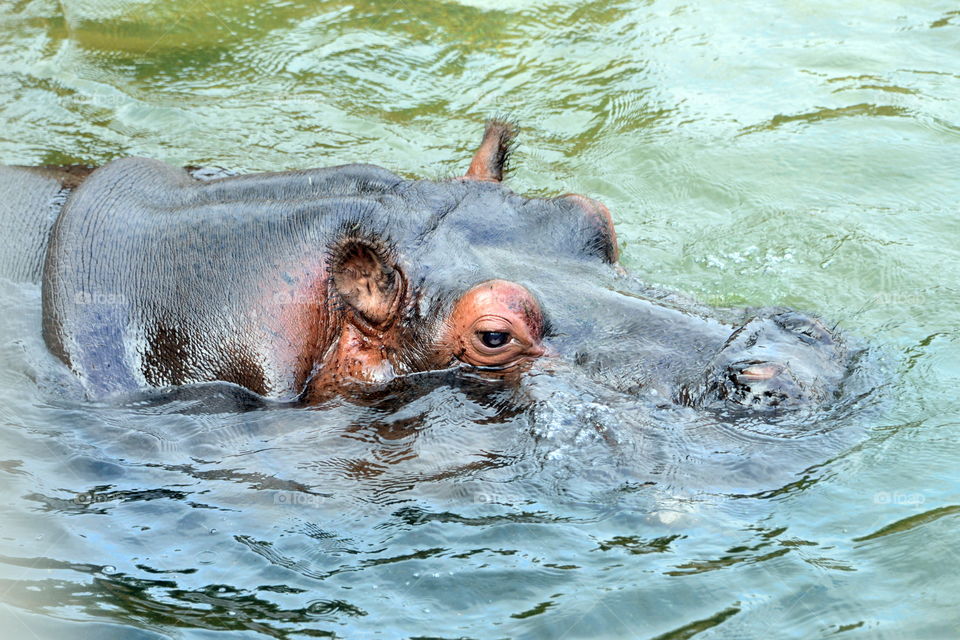 Hippopotamus swimming in water