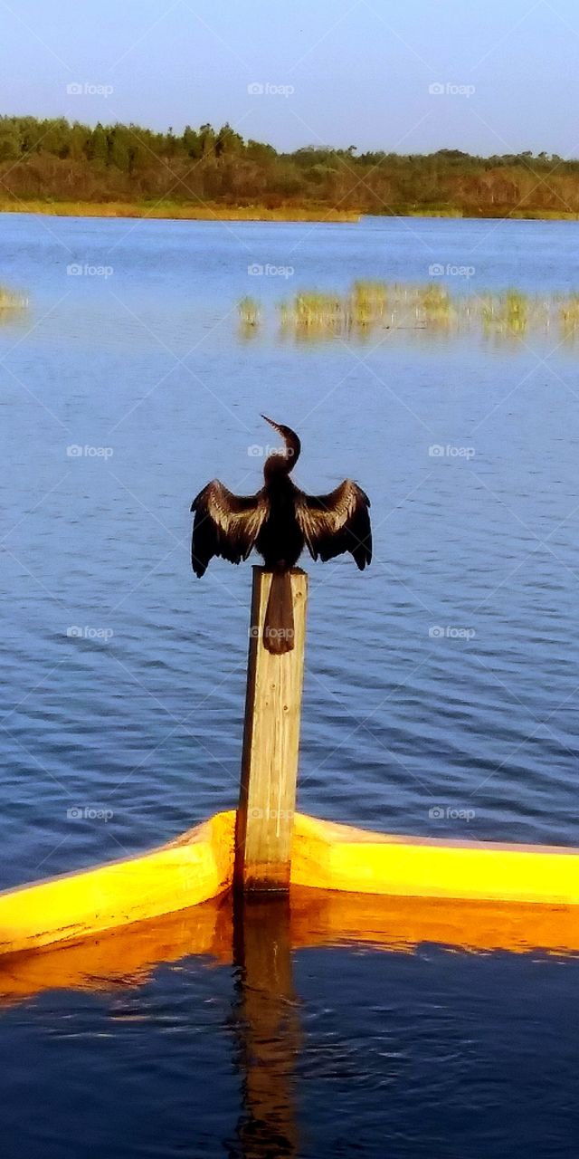 bird at lake