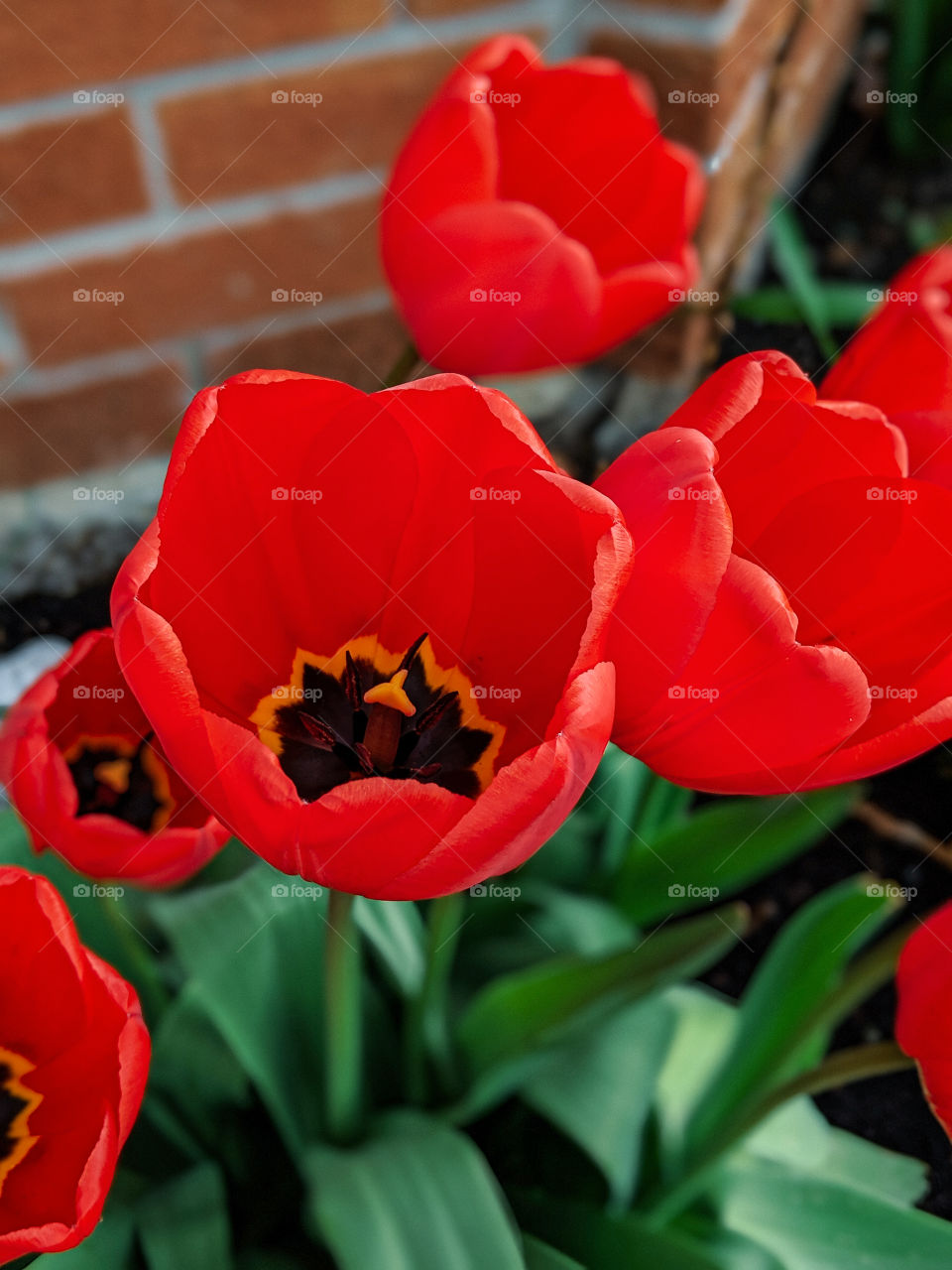 beautiful blooming tulips