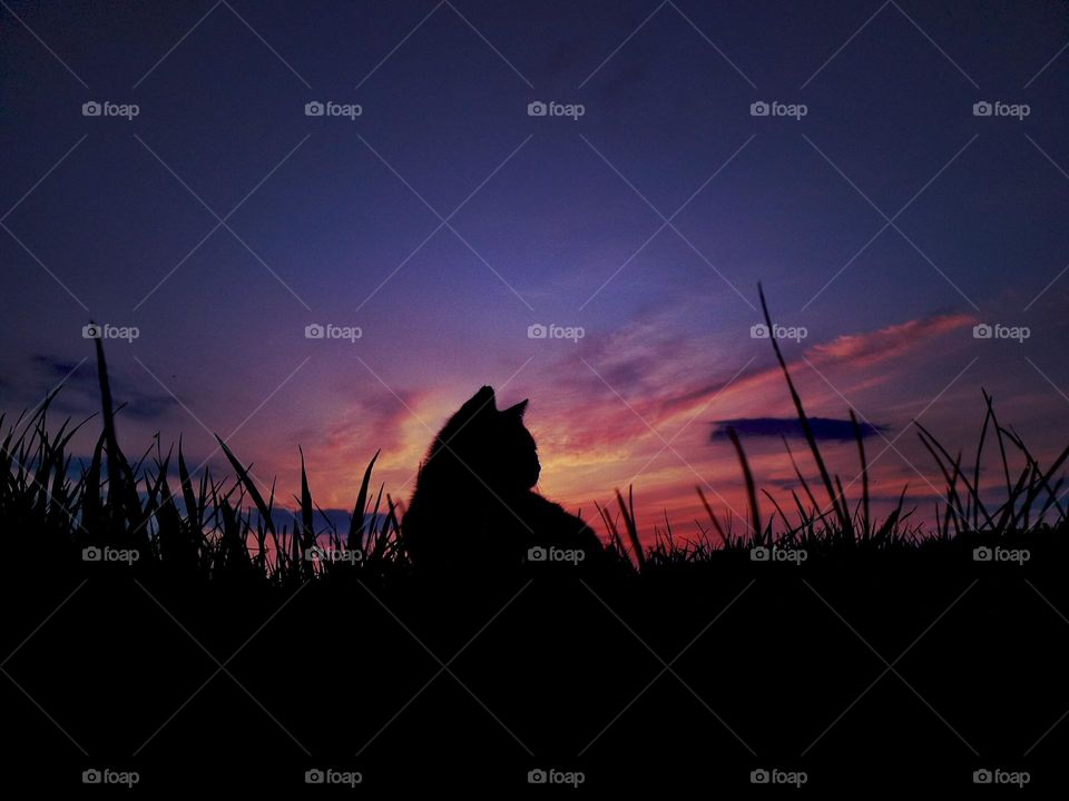 Cat silhouette on sunset background