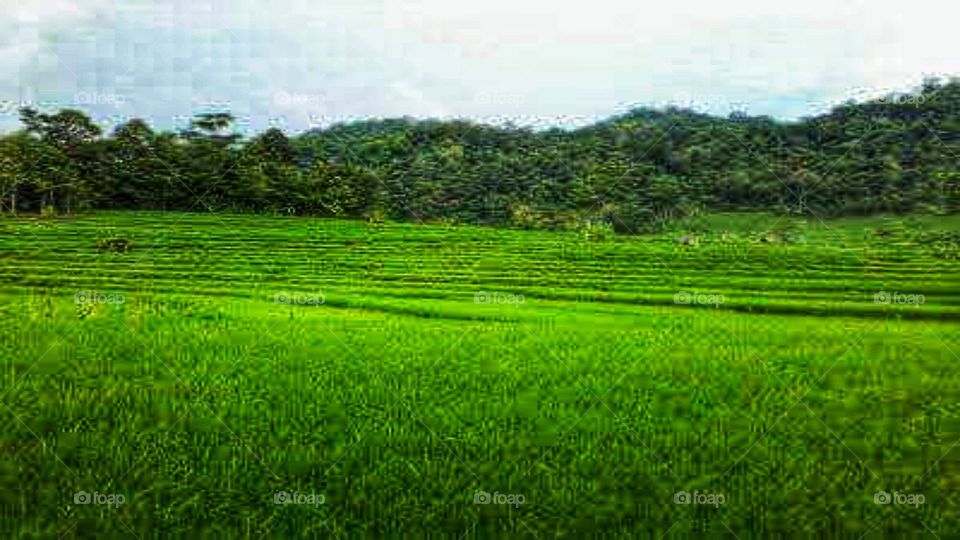 Natural green scenery