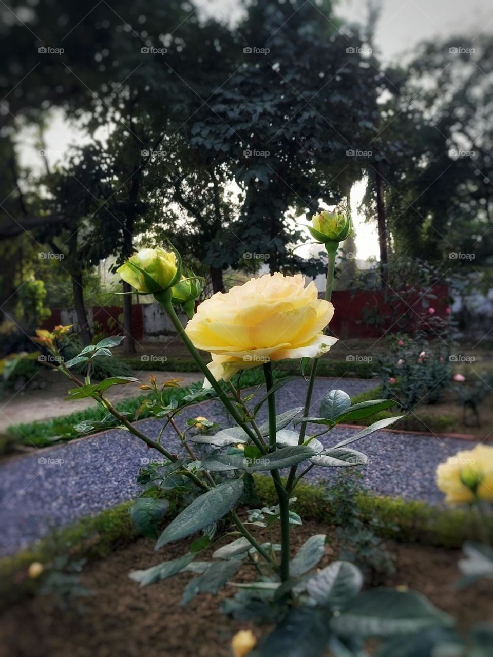 That vibrant yellow rose is absolutely stunning.
The way it's blossoming in the garden is so captivating. It's like a burst of sunshine among the greenery.