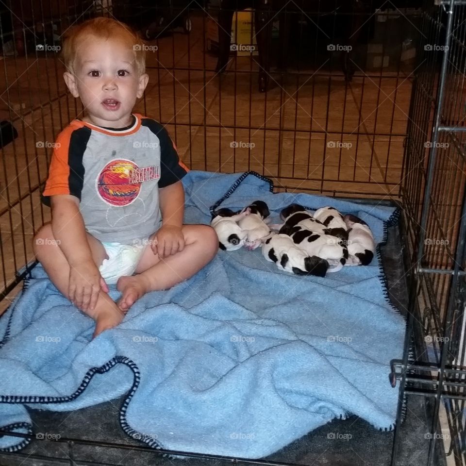 Toddler and Puppies