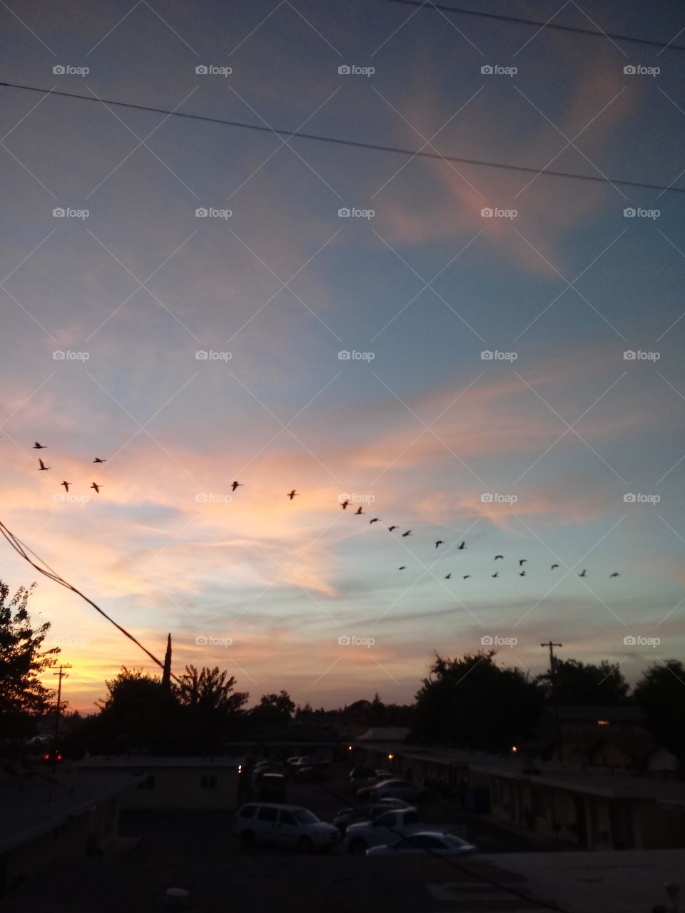 Migrating Canadian Geese