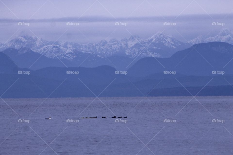 A small flock of seabirds are floating on the calm blue ocean. The backdrop reveals old mountains worn and shaped by time and behind them snowcapped crags. A stunningly beautiful and serene vista.