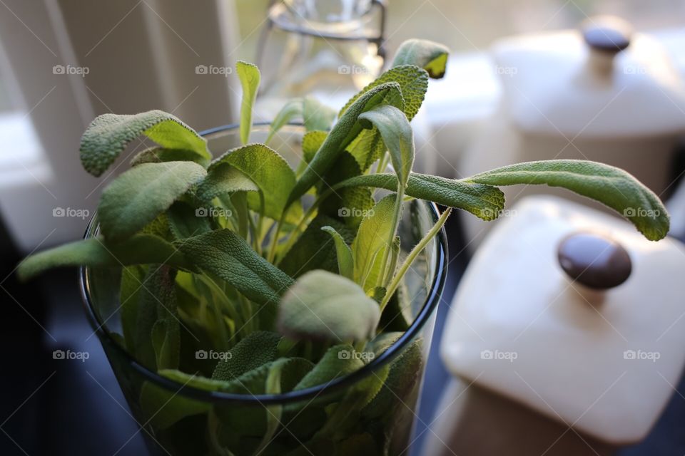 Containers and sage plant in a window