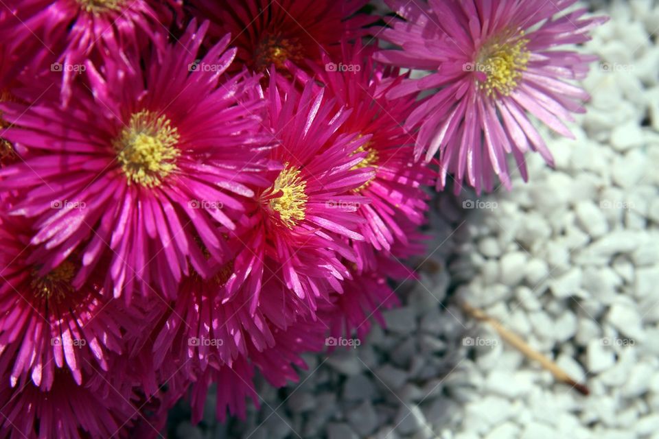 beach flowers pink macro by ozoomia