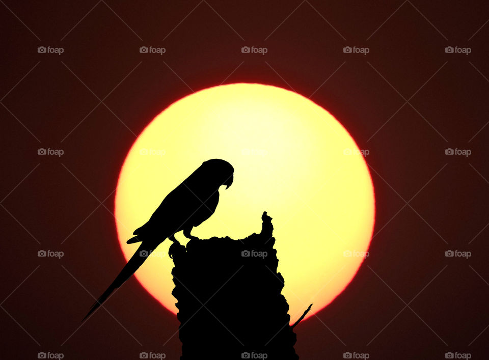 sunset parrot
