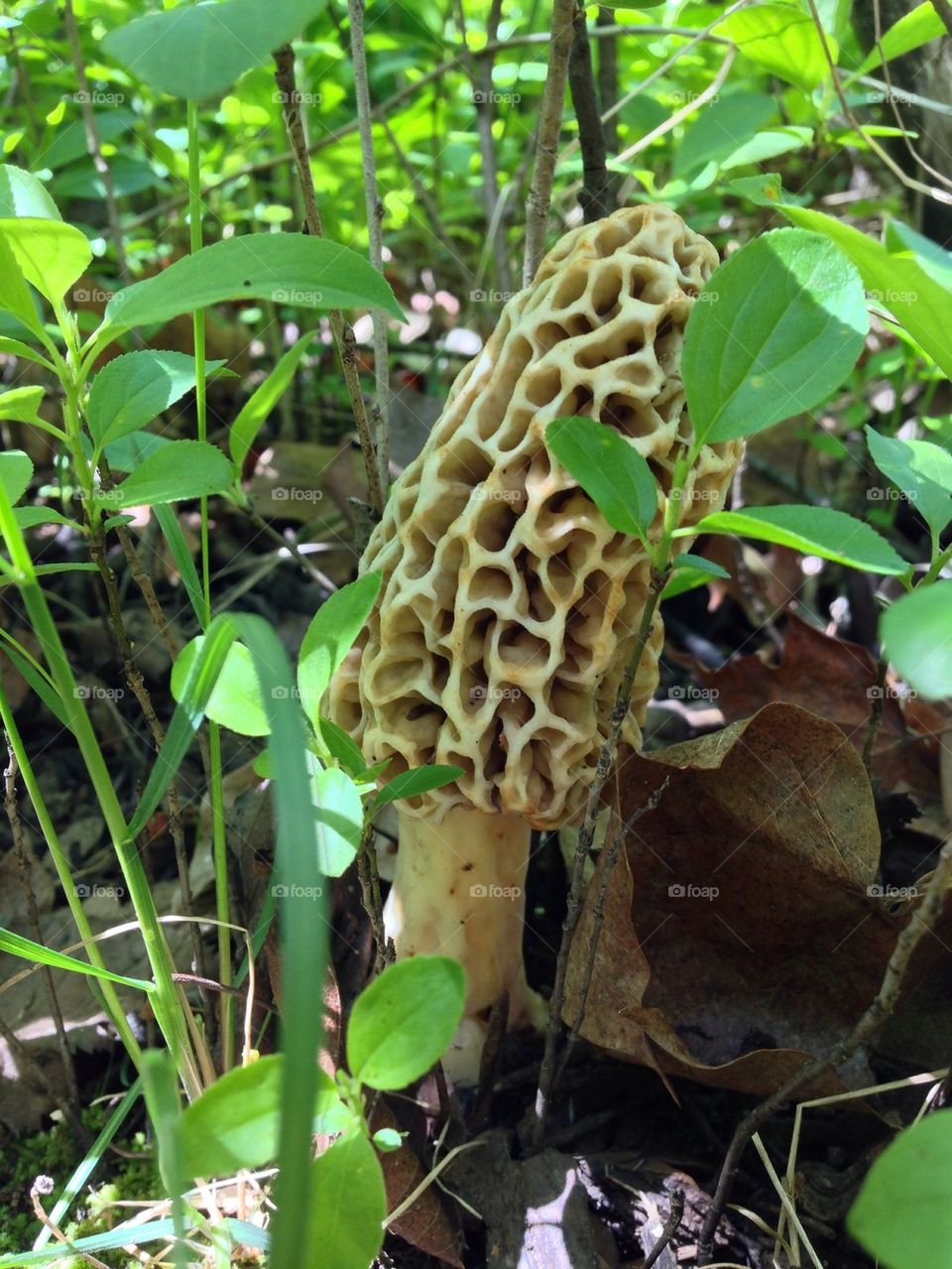 Morel mushroom in May