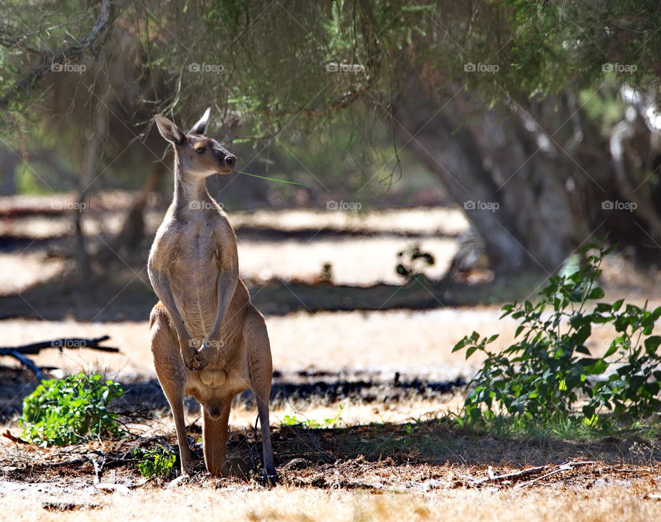Australian Kangaroo in a national park
