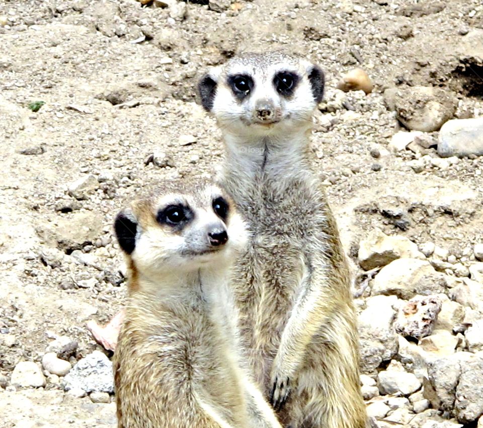 perro de las praderas