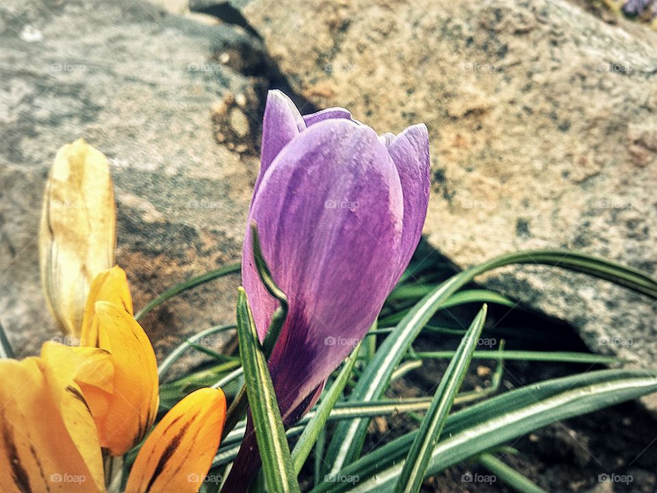 purple crocuses