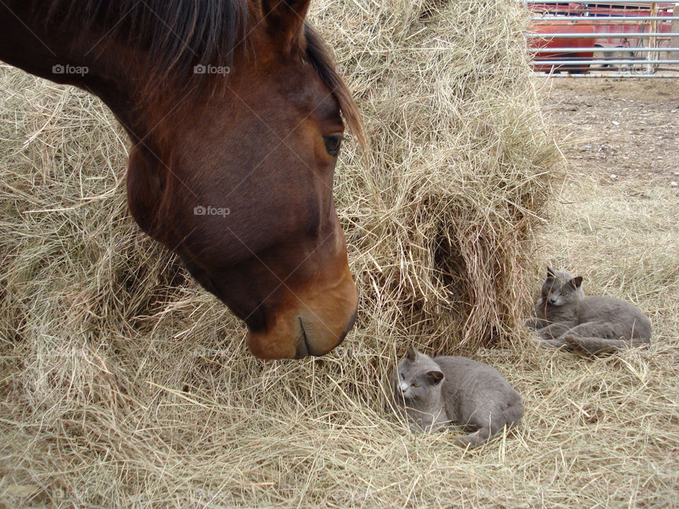 Close-up of horse with two cats