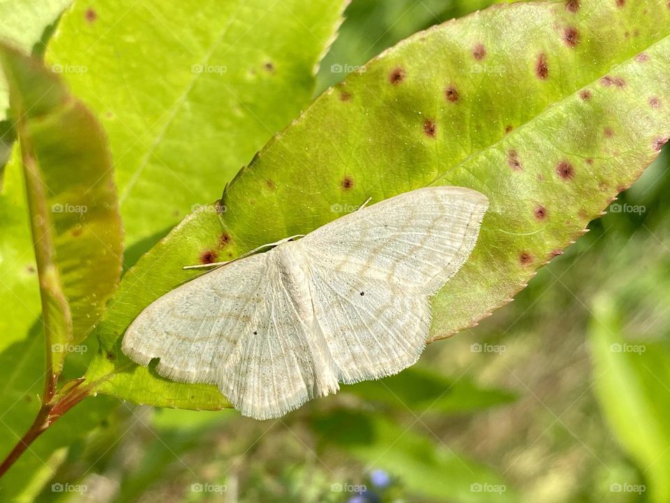 A moth sitting on a red spotted leaf