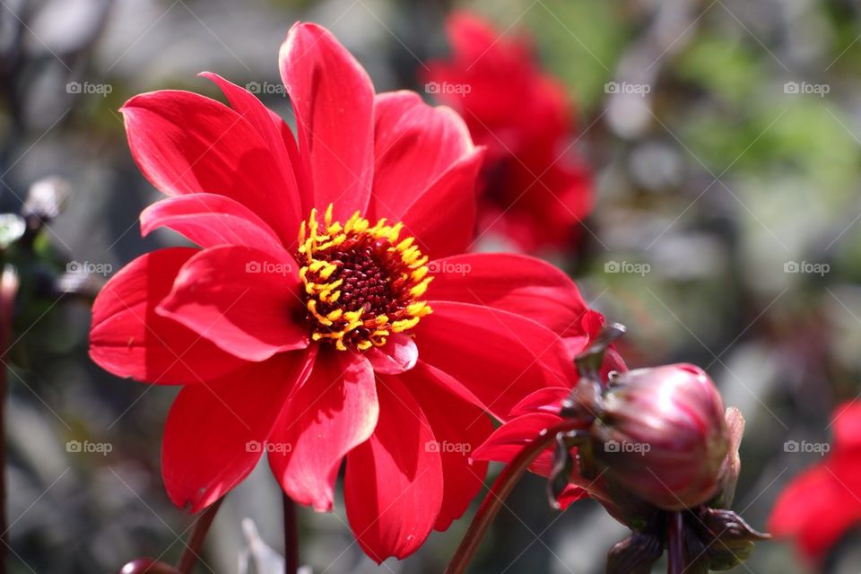 Red flower