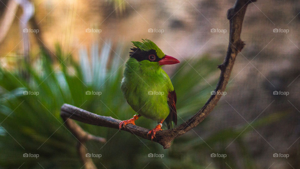 An absolutely stunning Javan Green Magpie! A stunning songbird from Indonesia! 