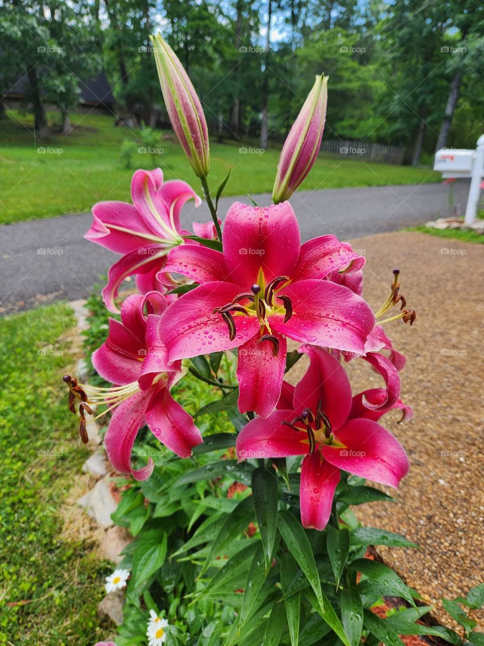 Large vibrant pink lillies from my mother's yard