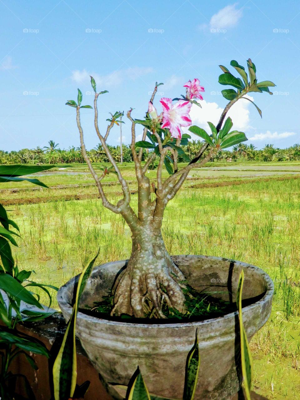 Beautiful flower vase in Bali