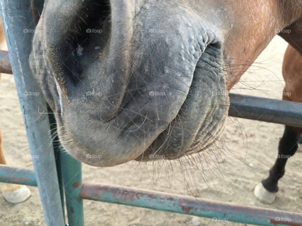 Close up horse mouth and nose through corral fence