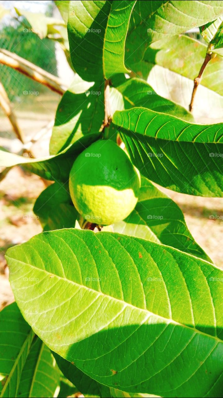 Green payer leaf click line