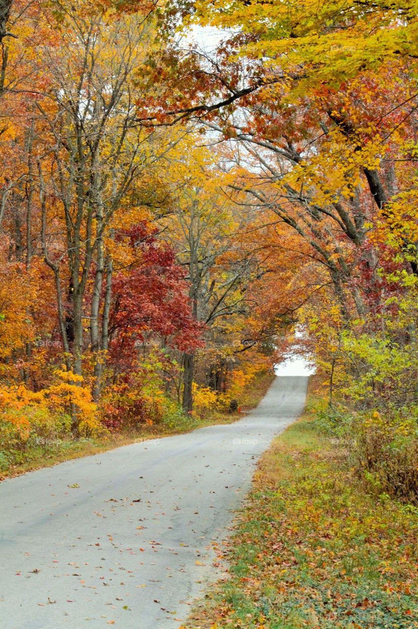 Indiana fall Foliage