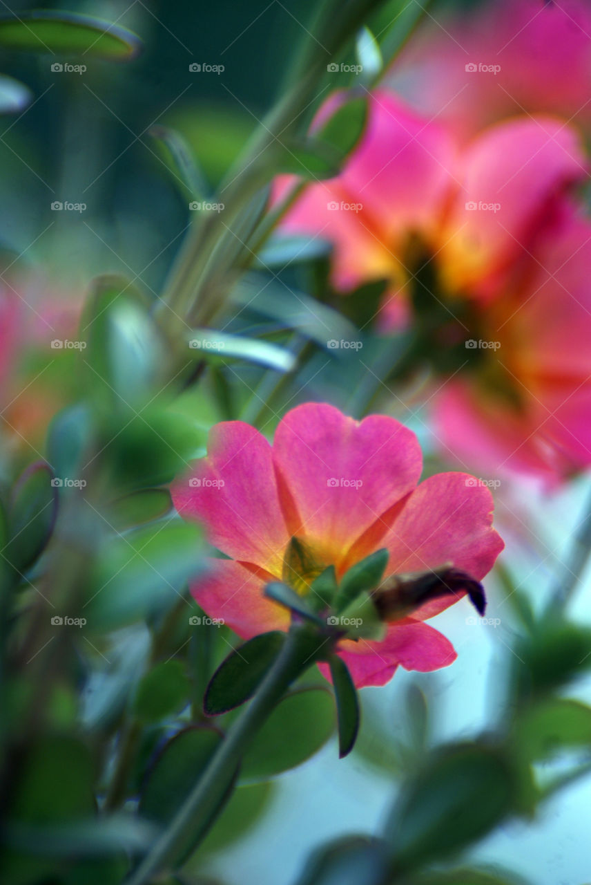 Flowers bring colour, joy and optimism to our lives.