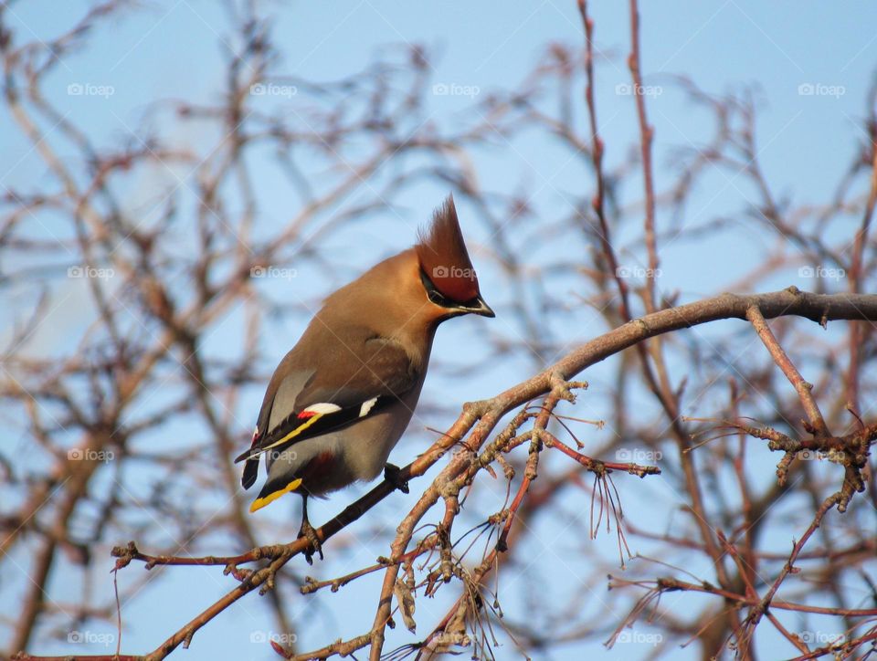 свиристель