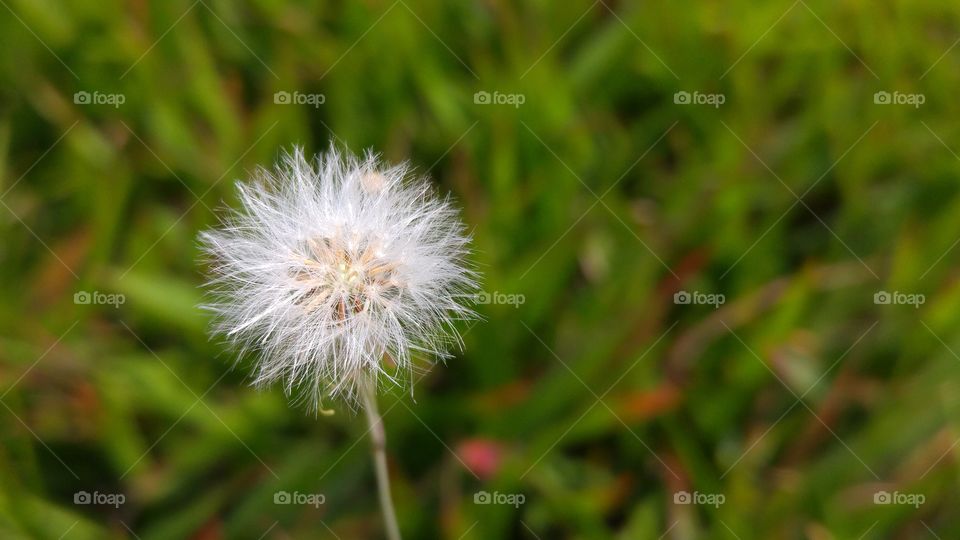 Dandelion