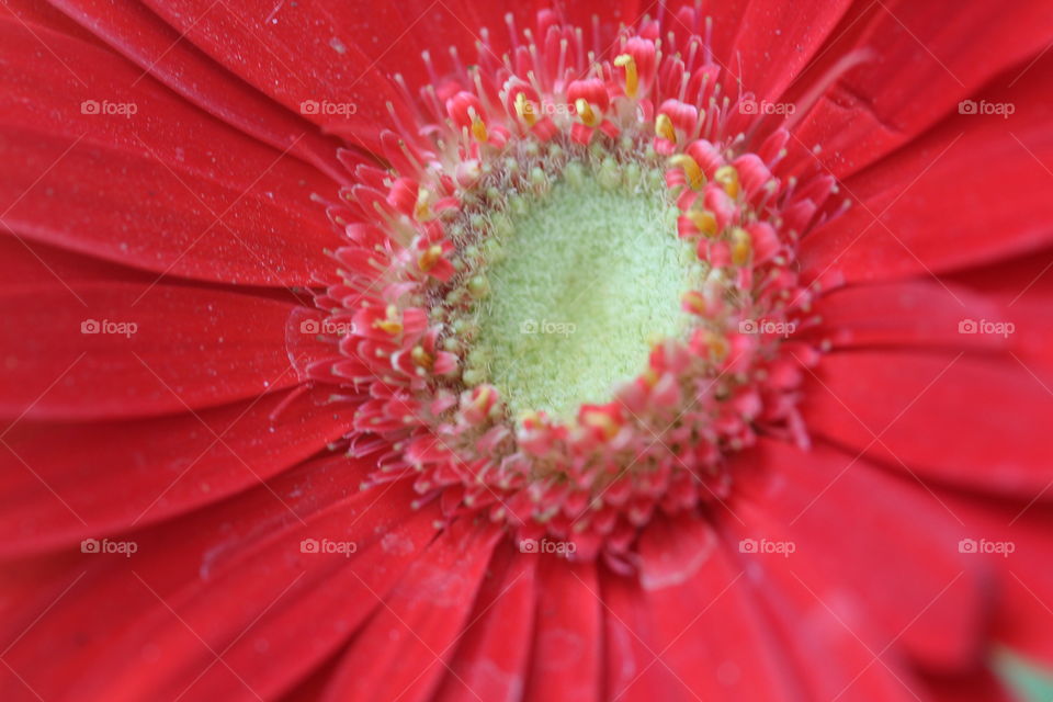 flower red pollen garden macro