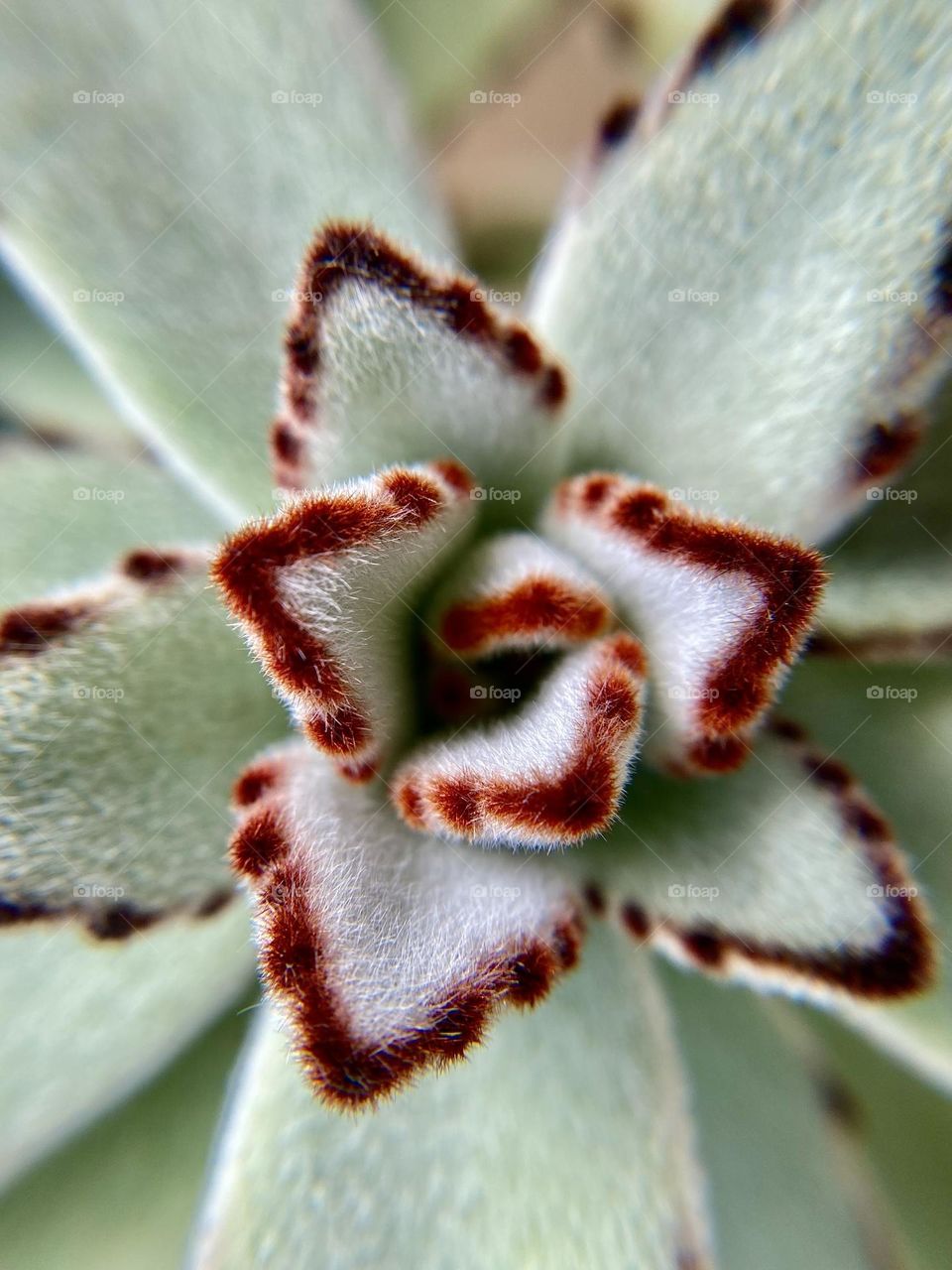 Close up of a green fluffy plant
