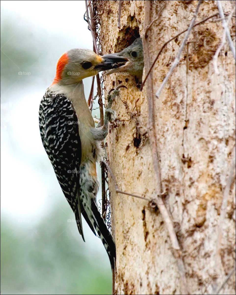 Busy Mother Woodpecker feeding her hungry chick a juicy meal of ants.