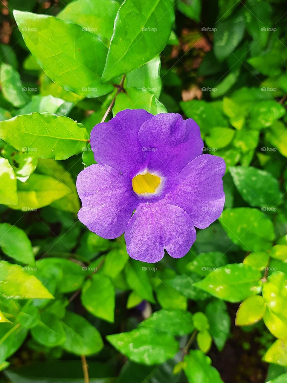 Purple Color, Beautiful Purple Color  Flower, Natural Photography, Lovely Purple flower