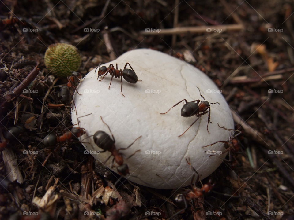 There is an ant hill close to my house.  The weather has been nice so the ants have been very busy and active. I noticed that many ants makes an interesting sound.