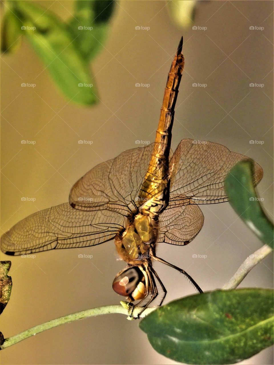 captivating  dragonfly