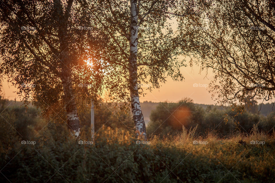 Summer evening landscape with birches