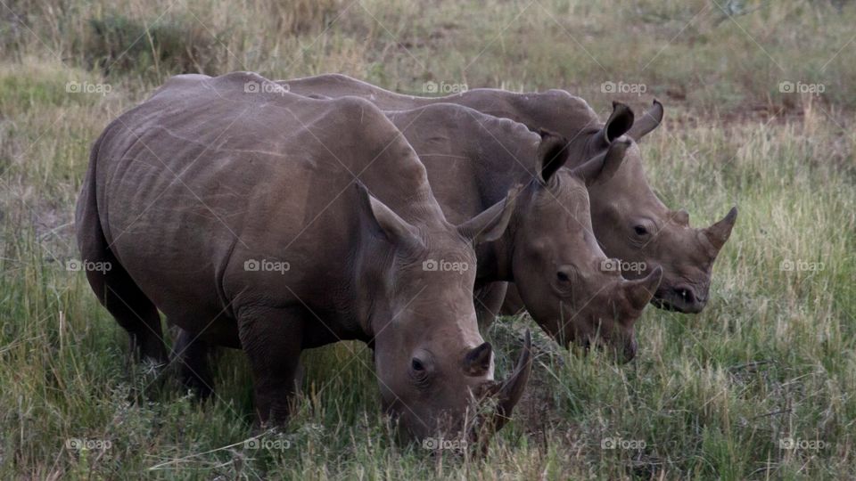 Three rhinoceroses