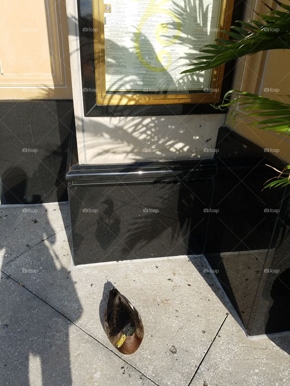 A duck outside the Cheesecake Factory