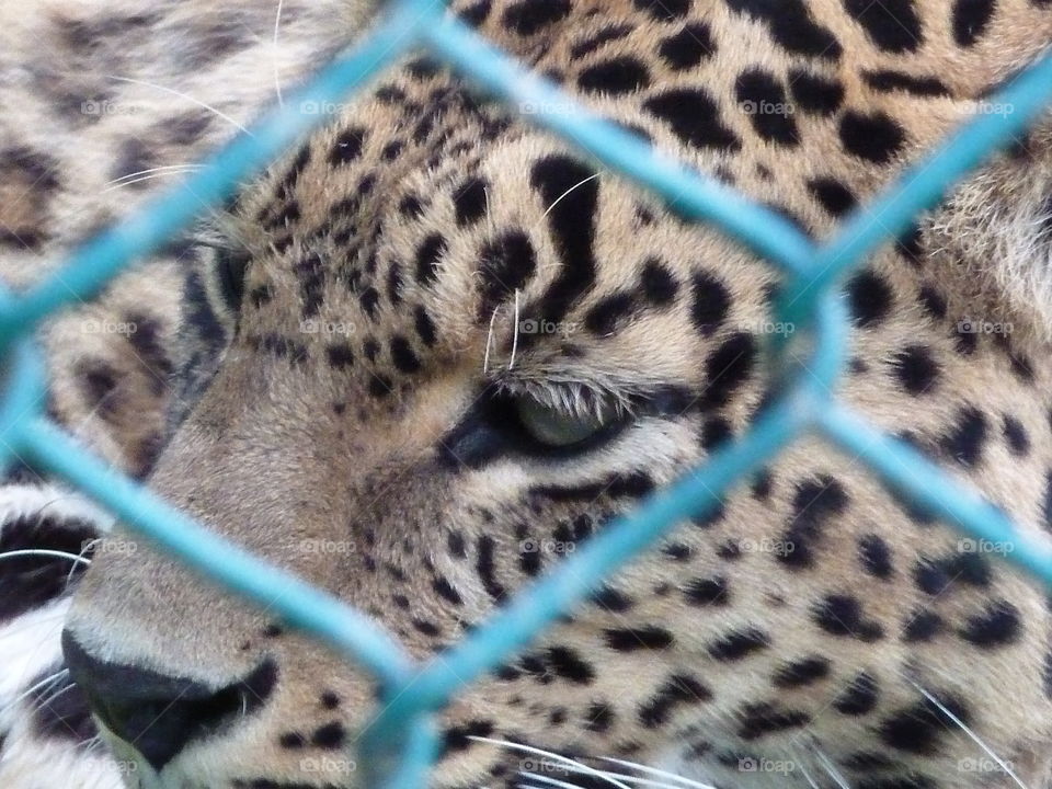 artificial captivating of leopard in a mini zoo make him sad..😑😑😑😑😑