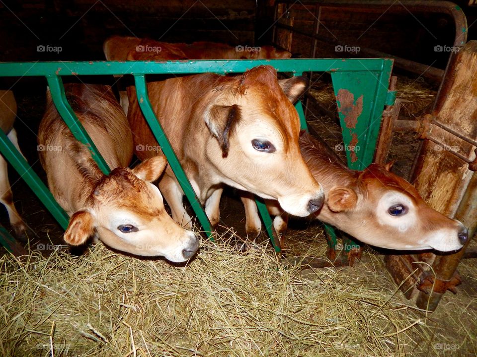 What are we looking at?