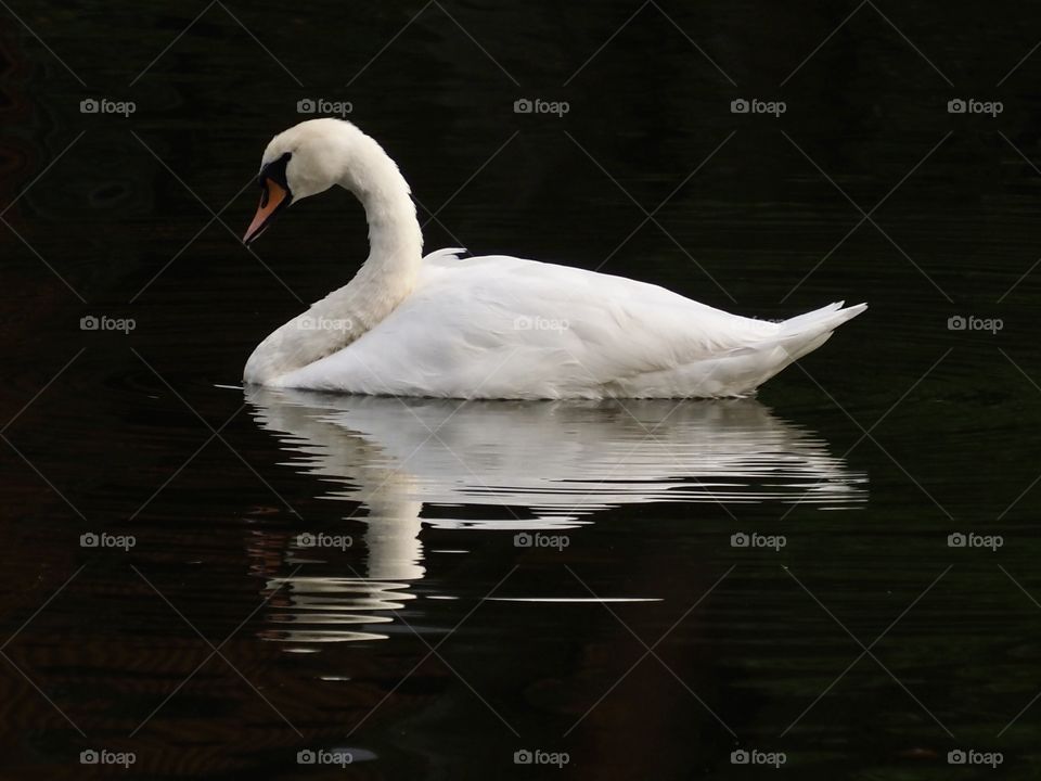 Swan