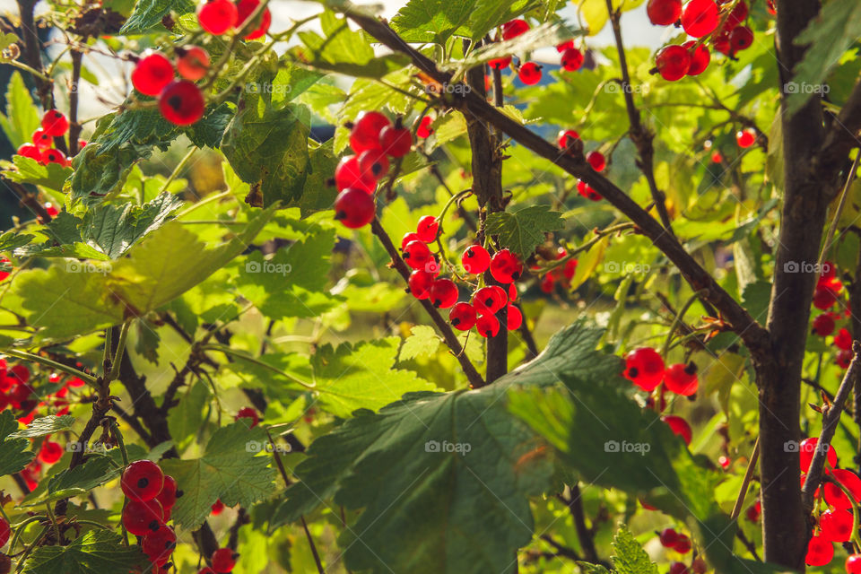 Red currants