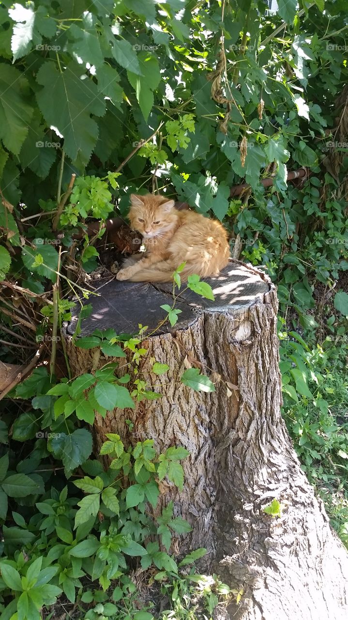 ginger cat on a tree stump
