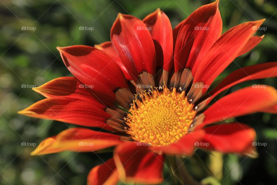 beautiful red flower with blurry background