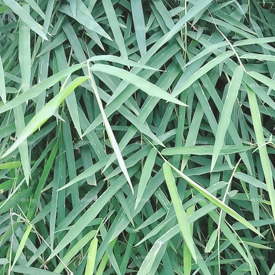 Yellow bamboo leaves