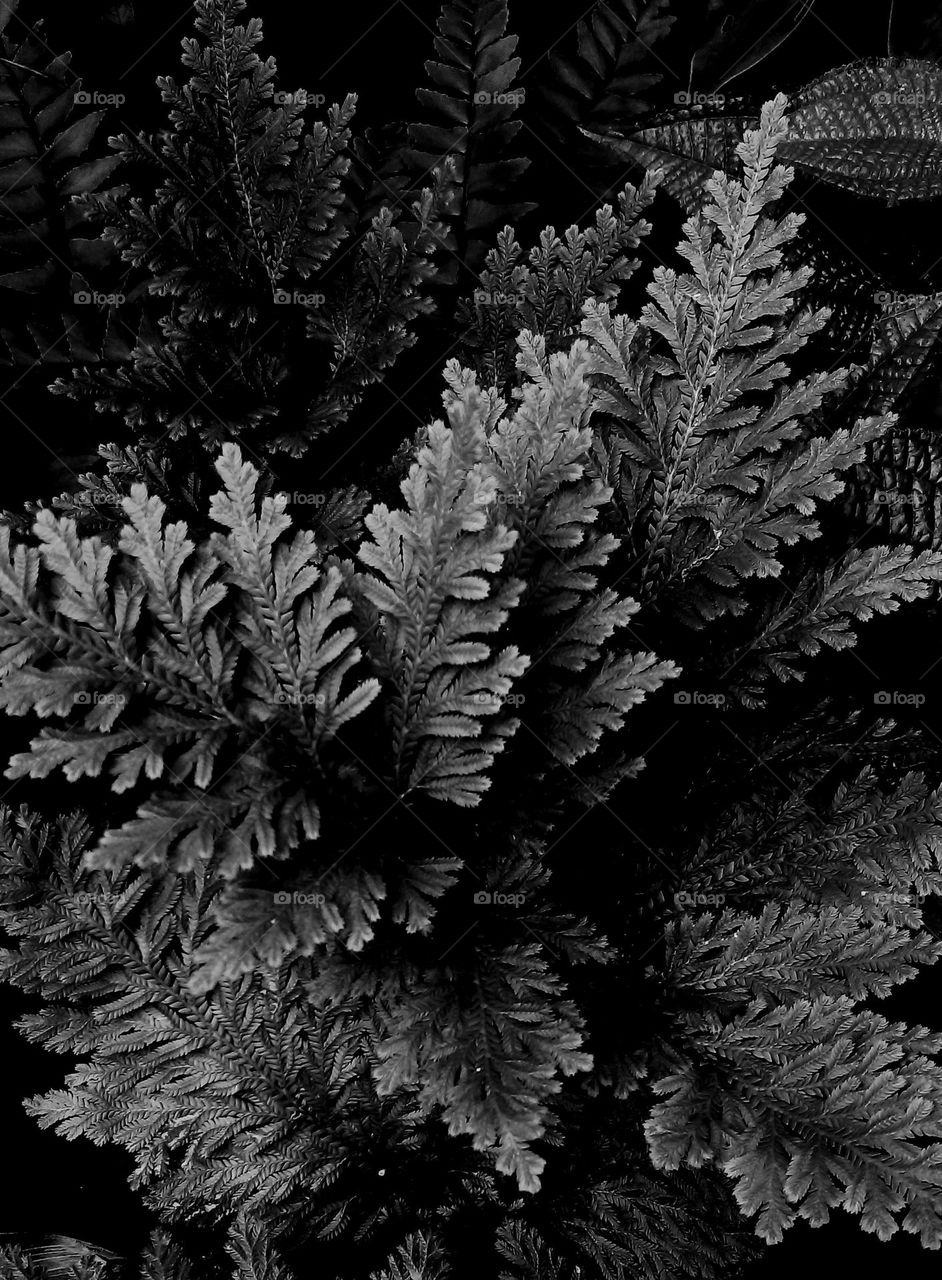 naturelove, drak background,  love, beautiful, lovely, black and white, black love